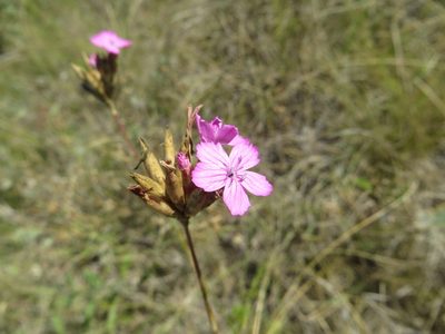 Dianthus borbasii, photographed by Andrey Sdobnikov