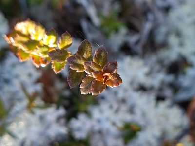 Gonocarpus aggregatus, photographed by gnapp