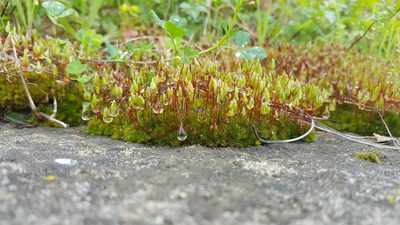 Rosulabryum torquescens, photographed by Tim Kirsten