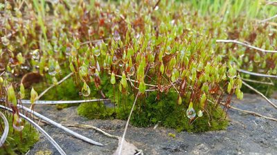 Rosulabryum torquescens, photographed by Tim Kirsten