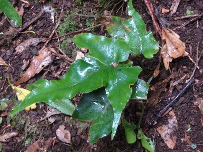 Asplenium hemionitis, photographed by Daniel Cahen