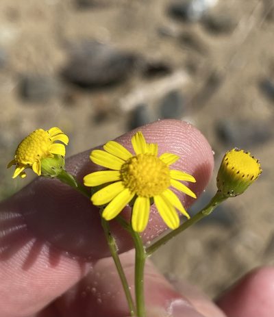 Senecio litorosus, photographed by Dave U