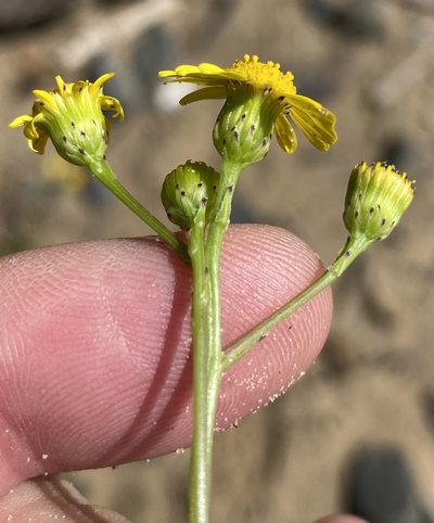 Senecio litorosus, photographed by Dave U