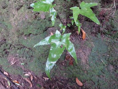 Asplenium hemionitis, photographed by Daniel Cahen