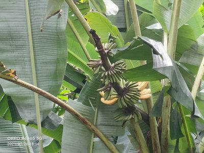 Musa acuminata, photographed by Ong Jyh Seng