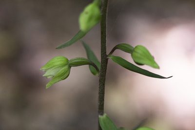 Epipactis purpurata, photographed by Conrad Altmann