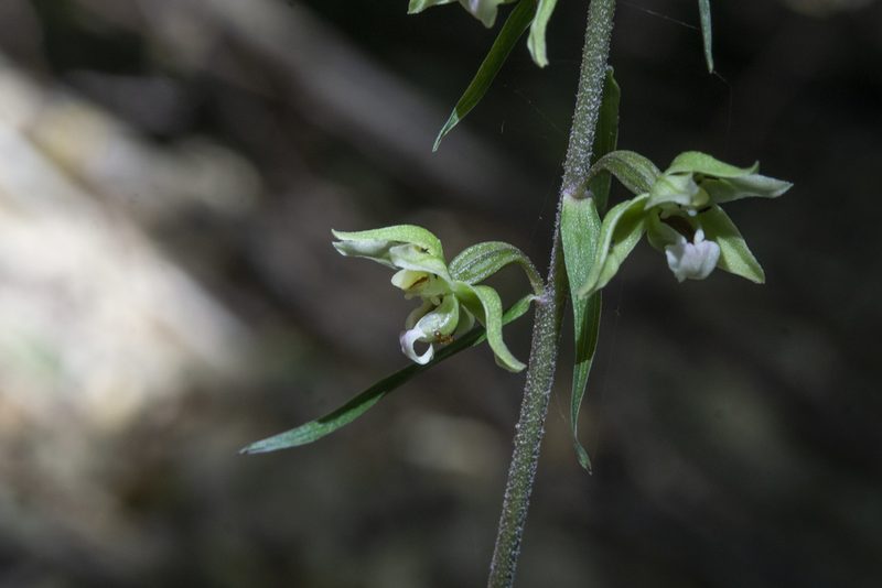 Epipactis purpurata, photographed by Conrad Altmann