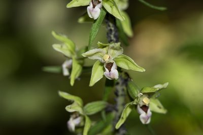 Epipactis purpurata, photographed by Conrad Altmann