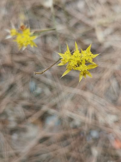 Bupleurum veronense, photographed by Ljaž