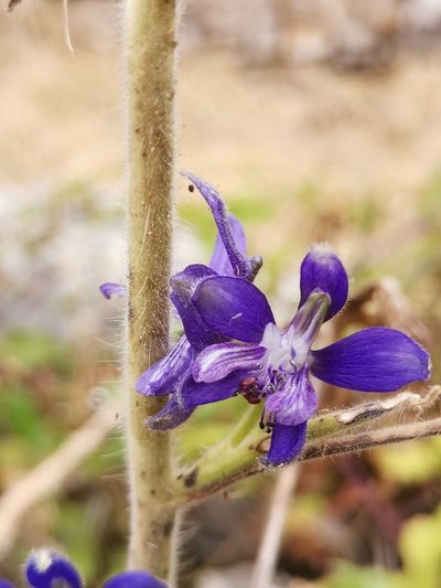 Delphinium staphisagria, photographed by Ljaž