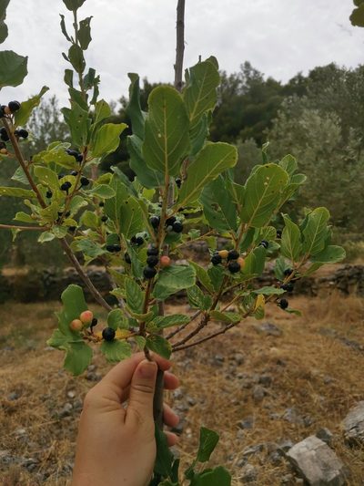 Frangula rupestris, photographed by Ljaž