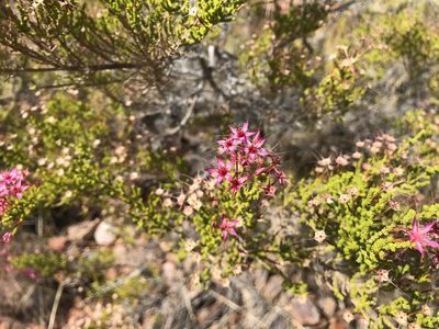 Calytrix exstipulata, photographed by Miguel de Salas