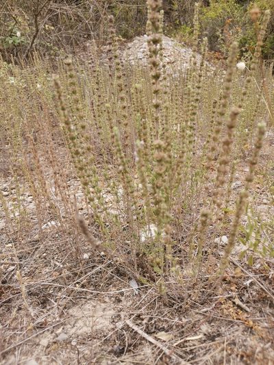 Micromeria juliana, photographed by Ljaž