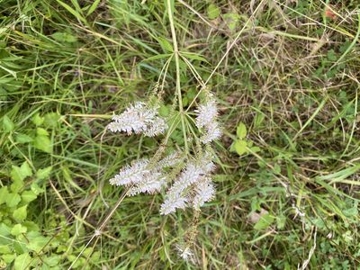 Veronicastrum virginicum, photographed by mularo1