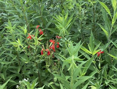 Silene regia, photographed by mularo1
