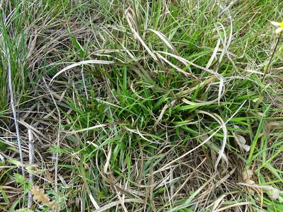 Carex ericetorum, photographed by Grzegorz Grzejszczak