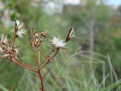 Sonchus leptocephalus, photographed by Daniel Cahen