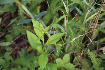Symphyotrichum ciliolatum, photographed by Henry "Nick" Robertson