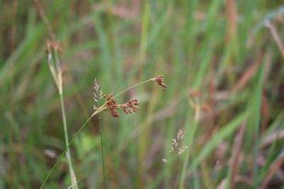 Scirpus pendulus, photographed by Henry "Nick" Robertson