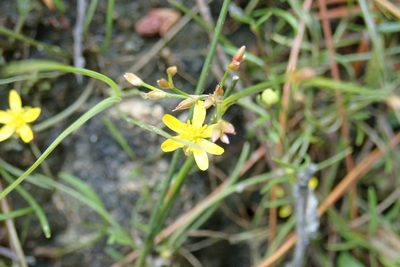 Ranunculus reptans, photographed by Rob Foster