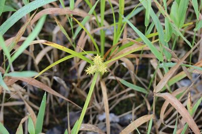 Carex retrorsa, photographed by Henry "Nick" Robertson