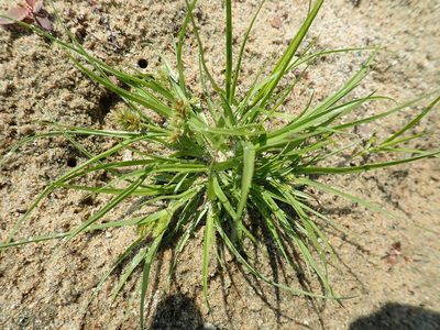 Cyperus squarrosus, photographed by Rob Foster