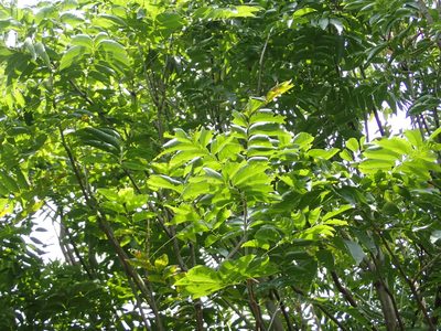 Sapindus mukorossi, photographed by 高山田鼠