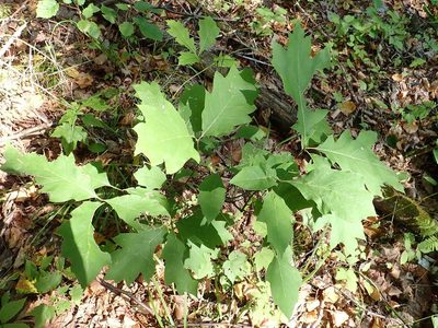 Quercus ellipsoidalis, photographed by Rob Foster