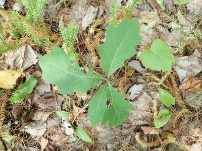Quercus ellipsoidalis, photographed by Rob Foster