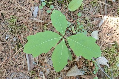 Quercus ellipsoidalis, photographed by Rob Foster