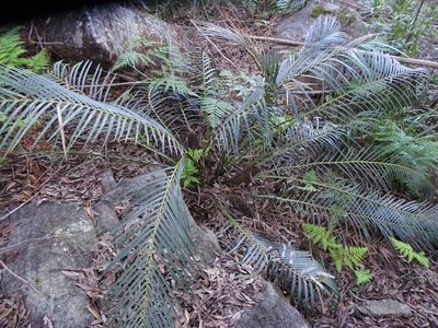 Macrozamia communis, photographed by Gary Williams