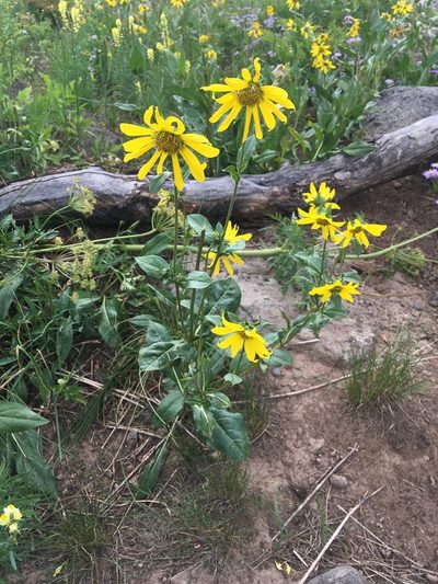 Helianthella quinquenervis, photographed by Daniel Atha