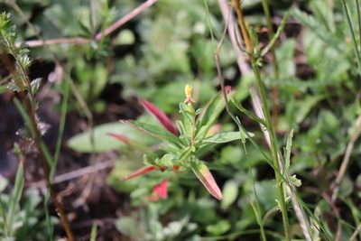 Oenothera perennis, photographed by Henry "Nick" Robertson