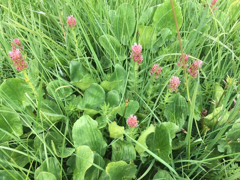 Rhodiola rhodantha, photographed by Daniel Atha