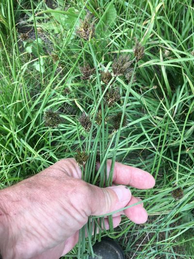 Carex ebenea, photographed by Daniel Atha