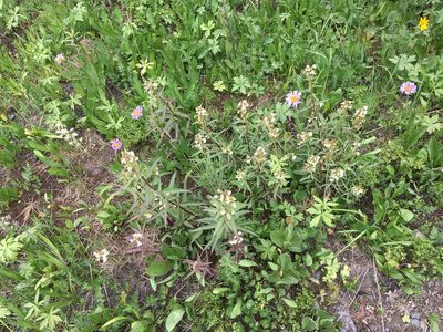 Pedicularis racemosa, photographed by Daniel Atha