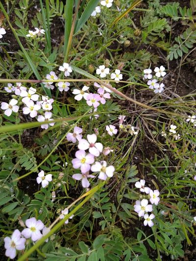 Dontostemon integrifolius, photographed by Egor Dyukarev