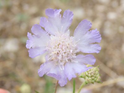 Lomelosia argentea, photographed by Emanuele Santarelli