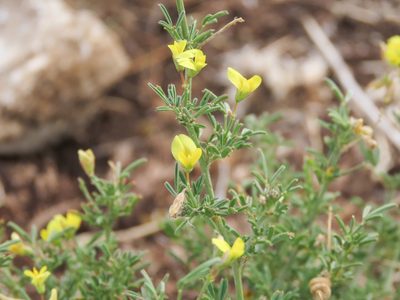 Medicago prostrata, photographed by Emanuele Santarelli