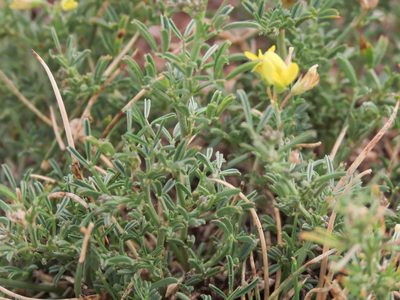 Medicago prostrata, photographed by Emanuele Santarelli