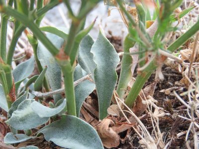 Goniolimon tataricum, photographed by Emanuele Santarelli