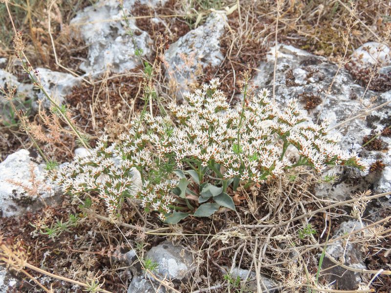 Goniolimon tataricum, photographed by Emanuele Santarelli