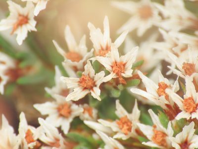 Goniolimon tataricum, photographed by Emanuele Santarelli