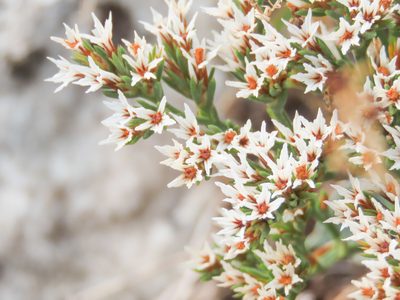 Goniolimon tataricum, photographed by Emanuele Santarelli