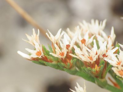 Goniolimon tataricum, photographed by Emanuele Santarelli