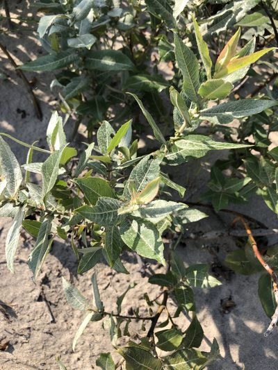 Salix cordata, photographed by Andrew Sebastian