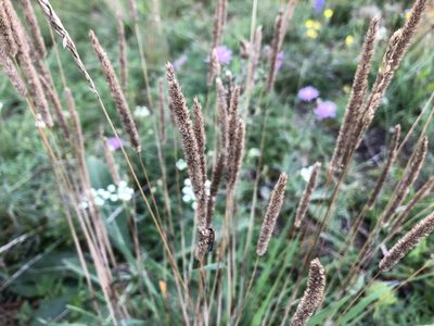 Phleum phleoides, photographed by Pavel Kacl