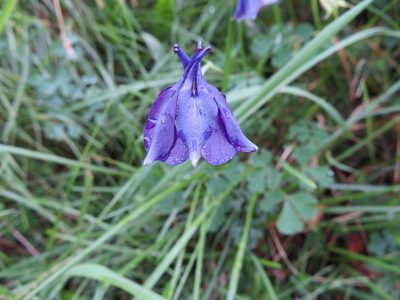 Aquilegia confusa, photographed by Marco Mussita