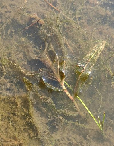 Potamogeton alpinus, photographed by Юлия