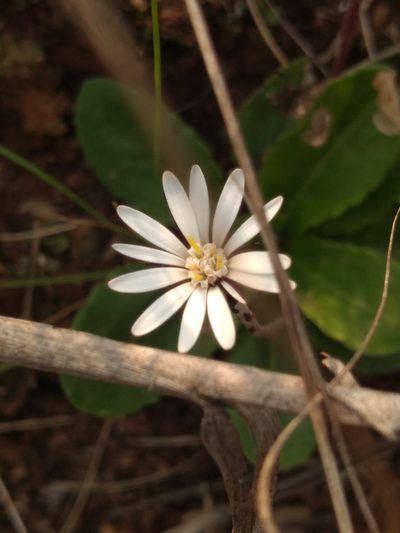 Chaptalia piloselloides, photographed by Lucas Kaminski